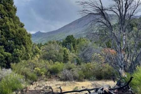 Por qué los pinos exóticos intensifican los incendios en Patagonia y desplazan al bosque nativo