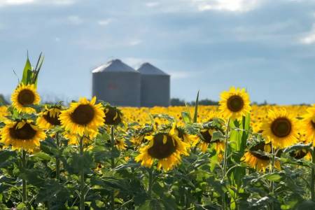 El girasol, el cultivo estrella: las exportaciones crecieron el 46,8% en 2025