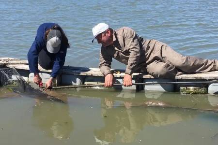 Siembra de Pejerrey: La Plata impulsa su vuelta a las lagunas