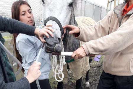 “Seres sintientes”: impulsan una nueva ley de protección y bienestar animal con prisión y millonarias multas