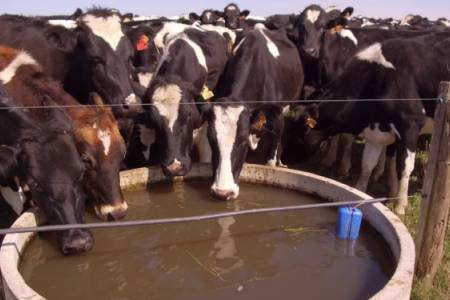 ¿Permiso para dar agua a las vacas? Alerta del campo por intimación exprés bonaerense
