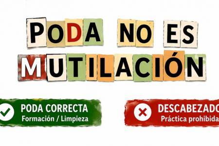 Poda responsable: cuidar hoy para tener árboles sanos mañana