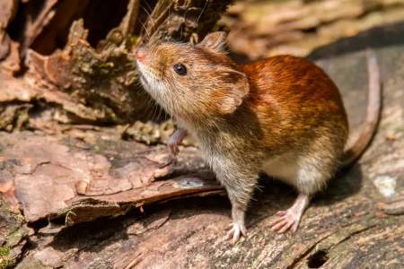 Alerta sanitaria internacional por Hantavirus - “Hasta ahora acá no lo tenemos, pero puede aparecer en cualquier momento”
