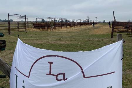Buenos precios y alta demanda en los Limangus de Estancia "Los Choles" de Administración Cook