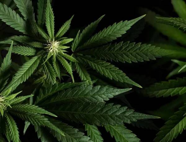 Cannabis medicinal: crean un régimen especial para otorgar licencias de producción de semillas y plantines