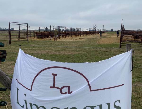 Buenos precios y alta demanda en los Limangus de Estancia "Los Choles" de Administración Cook