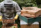 Pequeño escarabajo amenaza a productores nacionales de miel