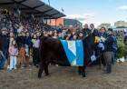 Bravísima, Gran Campeón Hembra de la raza Angus