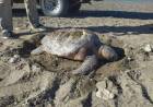 Investigadores e investigadoras de la UNS liberan una tortuga marina rescatada