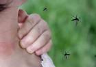 Epidemia de dengue: se registró el pico histórico de contagios en Argentina