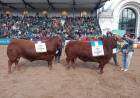 Limangus de Administración Cook se llevó el Gran Campeón Macho y Reservado Gran Campeón Macho en la Expo Rural 2023 de Palermo