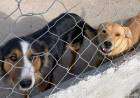 Colegio de Veterinarios provincial advierte sobre el abandono de mascotas en verano