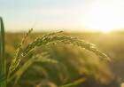 El sector agroindustrial de la zona, con moderadas expectativas para la primera parte de 2025