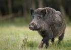 Autorizan la caza de jabalí en la provincia: "Especie exótica invasora"