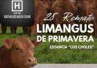 Lucas Cook: "LIMANGUS rinde más carne... y es un buen negocio..."