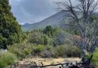 Por qué los pinos exóticos intensifican los incendios en Patagonia y desplazan al bosque nativo